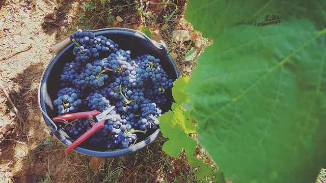 5 Best Places In The World To Grow Grapes For Wine